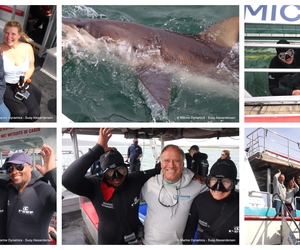 Daily Blog: 26 October 2024 | Shark Cage Diving in South Africa