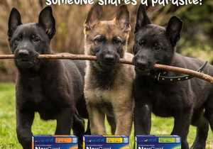 Protect Your Pup from Hair Loss and Mites!