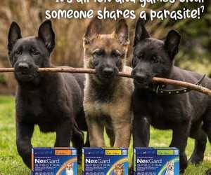 Protect Your Pup from Hair Loss and Mites!