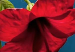 Tuesday Talks with Andrea: Natural Remedies for Eczema