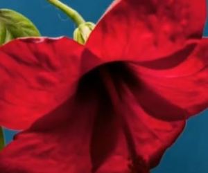 Tuesday Talks with Andrea: Natural Remedies for Eczema