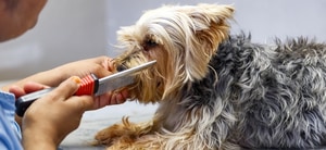 Professional Pet Grooming Services