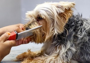 Professional Pet Grooming Services