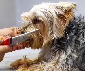 Professional Pet Grooming Services