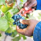 Harvest Time - Paardenkloof Estate - Xplorio™ Botrivier