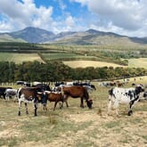 Our Indigenous Nguni Stud - Paardenkloof Estate - Xplorio™ Botrivier