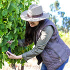 Our Vineyards - Paardenkloof Estate - Xplorio™ Botrivier