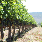 PaardenKloof Vineyards - Paardenkloof Estate - Xplorio™ Botrivier