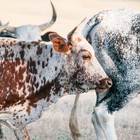 Nguni Cattle - Paardenkloof Estate - Xplorio™ Botrivier