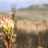 Fynbos - Paardenkloof Estate - Xplorio™ Botrivier