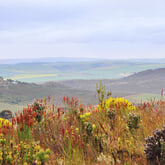 Fynbos - Paardenkloof Estate - Xplorio™ Botrivier