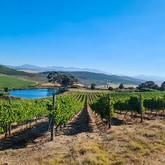 Vineyards - Paardenkloof Estate - Xplorio™ Botrivier