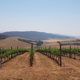 Vineyards - Paardenkloof Estate - Xplorio™ Botrivier