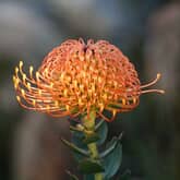 Fynbos - Paardenkloof Estate - Xplorio™ Botrivier