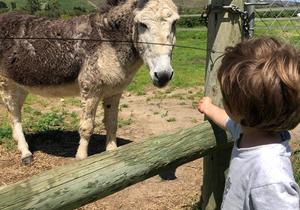 Pedro the Donkey's 40th Birthday Celebration