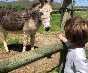 Pedro the Donkey's 40th Birthday Celebration