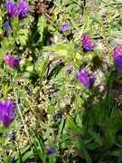 Cross-Marked Grass Snake and Paterson's Curse at Grootbos