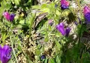 Cross-Marked Grass Snake and Paterson's Curse at Grootbos
