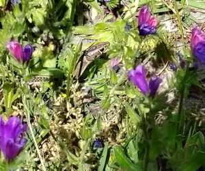 Cross-Marked Grass Snake and Paterson's Curse at Grootbos