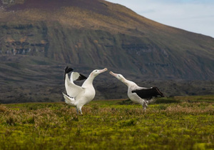 12 November 2024: Marine Evening