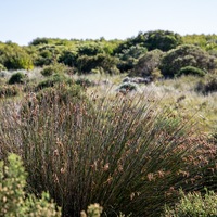 Fynbos - Kleinbaai Lifestyle Estate - Xplorio Gansbaai