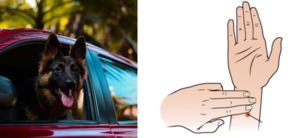 Effective Tips for Preventing Motion Sickness with Essential Oils