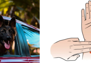 Effective Tips for Preventing Motion Sickness with Essential Oils