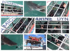 Daily Blog: 11 November 2024 | Shark Cage Diving in South Africa