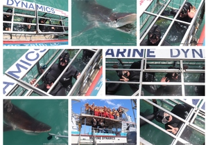 Daily Blog: 11 November 2024 | Shark Cage Diving in South Africa