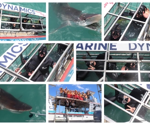 Daily Blog: 11 November 2024 | Shark Cage Diving in South Africa