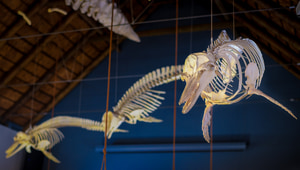 Discover the Great White House This December Holiday!