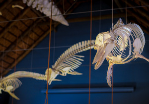 Discover the Great White House This December Holiday!