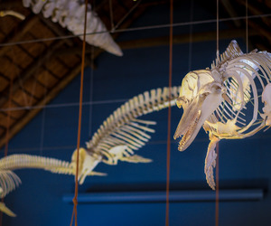 Discover the Great White House This December Holiday!