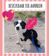 2-Year-Old Female Collie