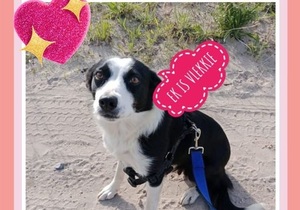 2-Year-Old Female Collie