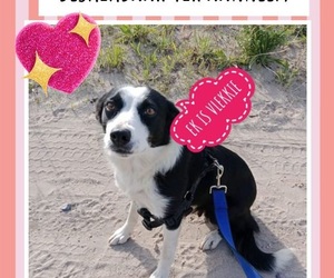 2-Year-Old Female Collie