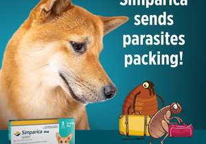 Send Parasites Packing with SIMPARICA!