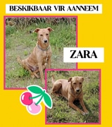 Adopt Zara: Special Dog Needs Active Home