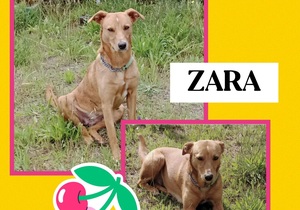 Adopt Zara: Special Dog Needs Active Home