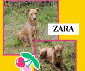 Adopt Zara: Special Dog Needs Active Home