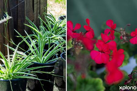 gansbaai_spa_and_wellness_centre_healing_hands_massage_therapy_potted_plants_1731568654