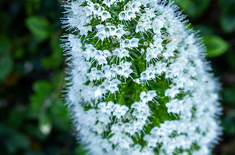 gansbaai_spa_and_wellness_centre_healing_hands_massage_therapy_flowering_plant_1731568734