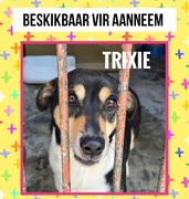 Adopt Trixie - Rescue Dog
