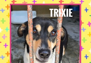Adopt Trixie - Rescue Dog