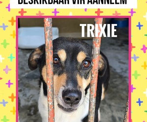 Adopt Trixie - Rescue Dog