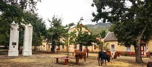 Heritage Honeybush Tea in Genadendal