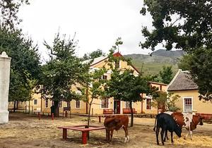 Heritage Honeybush Tea in Genadendal