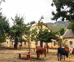 Heritage Honeybush Tea in Genadendal