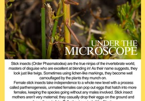 Amazing Stick Insects: Nature’s Masters of Disguise