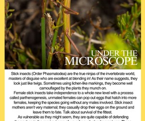 Amazing Stick Insects: Nature’s Masters of Disguise